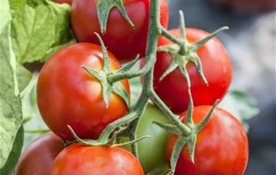 Solanum lycopersicum