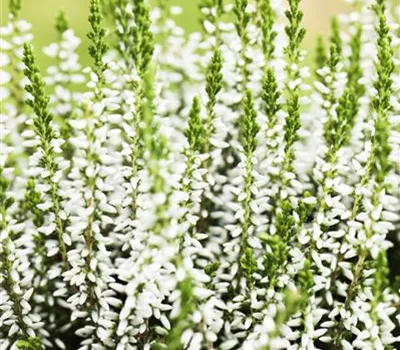 Calluna vulgaris Gardengirls®