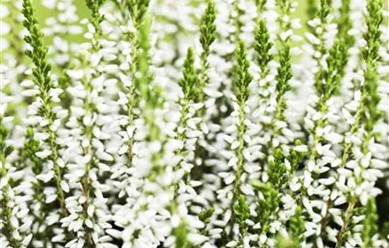 Calluna vulgaris Gardengirls®