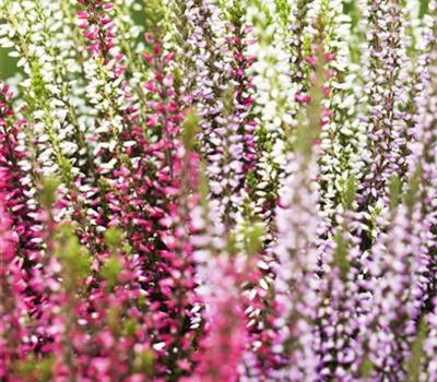 Calluna vulgaris Trio-Girls®