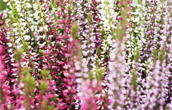 Calluna vulgaris Trio-Girls®