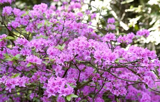 Rhododendron 'Praecox'