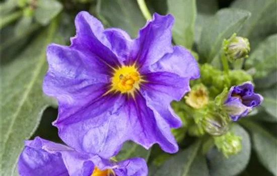 Solanum rantonnetii