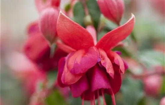 Fuchsia 'Jollies'®