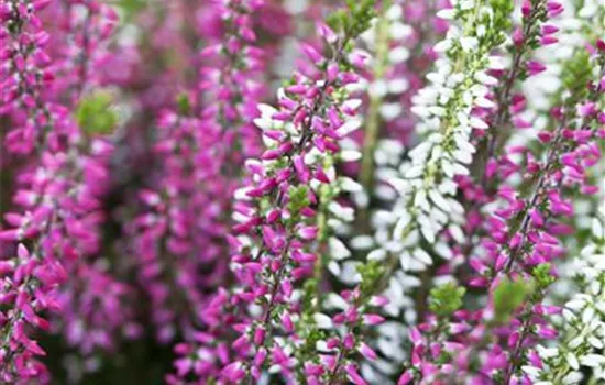 Calluna vulgaris Twingirls®