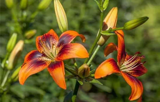 Lilium Asiatic