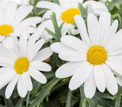 Argyranthemum frutescens, weiß