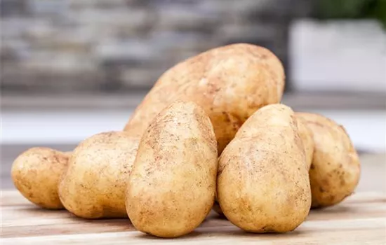 Solanum tuberosum