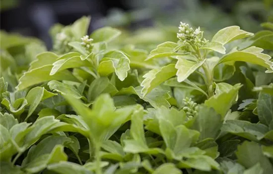 Pachysandra terminalis 'Green Sheen'®