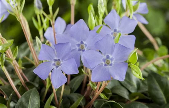 Vinca minor