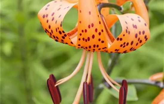 Lilium martagon