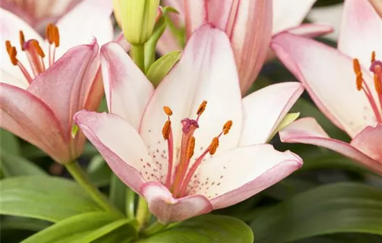 Lilium Oriental