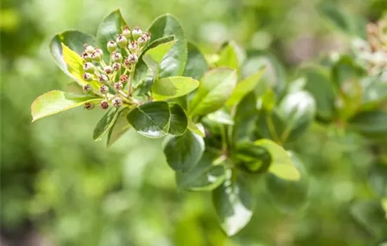 Aronia melanocarpa