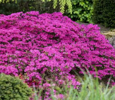 Rhododendron yakushimanum