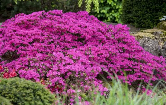 Rhododendron yakushimanum