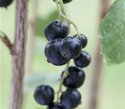 Ribes nigrum