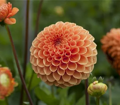 Dahlia Pompon