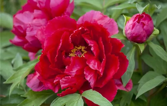 Paeonia lactiflora