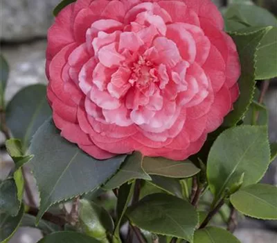 Camellia japonica