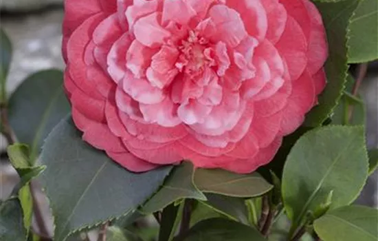 Camellia japonica