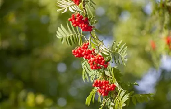 Sorbus aucuparia