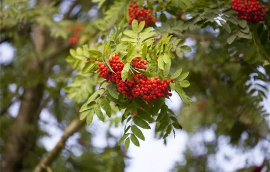 Sorbus aucuparia 'Edulis'