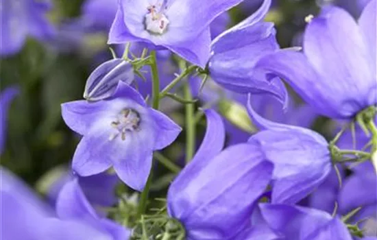 Campanula 'Mary Mee'®