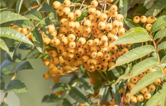 Sorbus aucuparia 'Autumn Spire'®