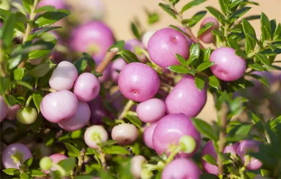 Gaultheria mucronata