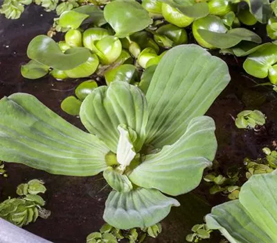 Pistia stratiotes