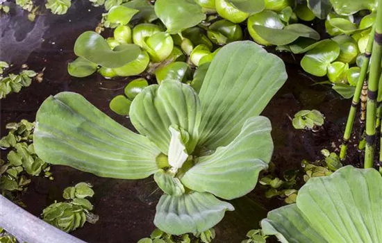 Pistia stratiotes