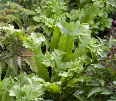 Asplenium scolopendrium