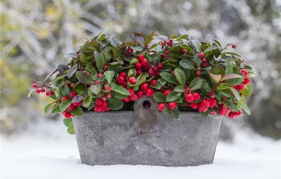 Gaultheria procumbens