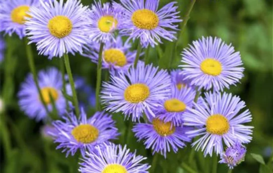 Aster dumosus