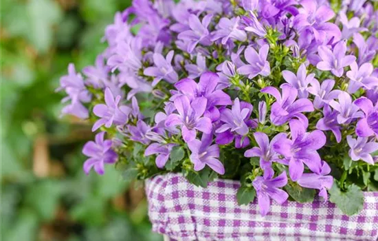 Campanula poscharskyana