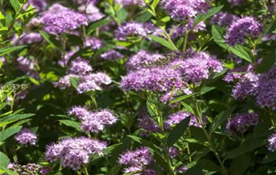 Spiraea japonica