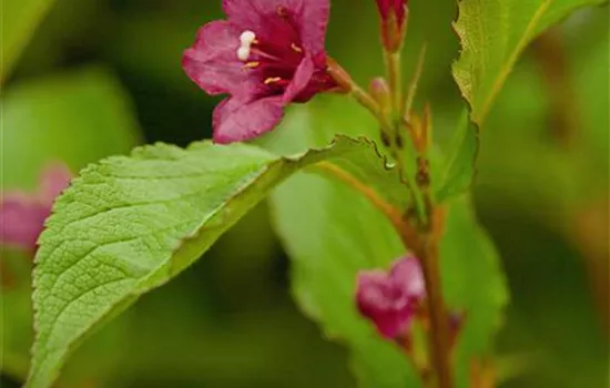 Weigela 'Bristol Ruby'®