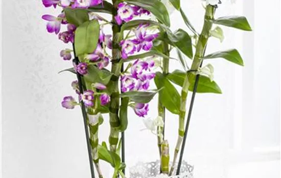 Dendrobium nobile