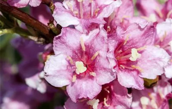 Weigela florida