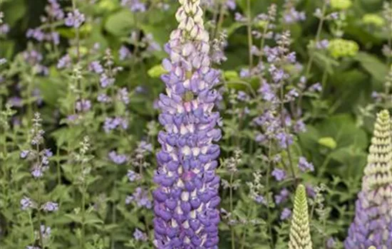 Lupinus polyphyllus