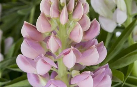 Lupinus polyphyllus 'Nanus Gallery'