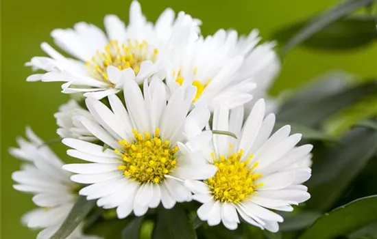 Aster dumosus, weiß