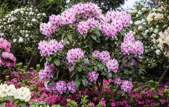 Schwarze Knospen am Rhododendron