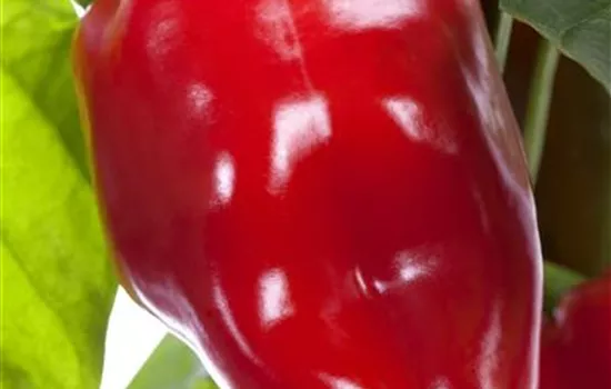 Capsicum annuum