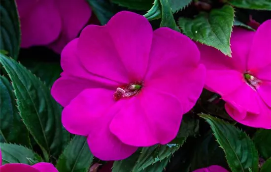 Impatiens neuguinea