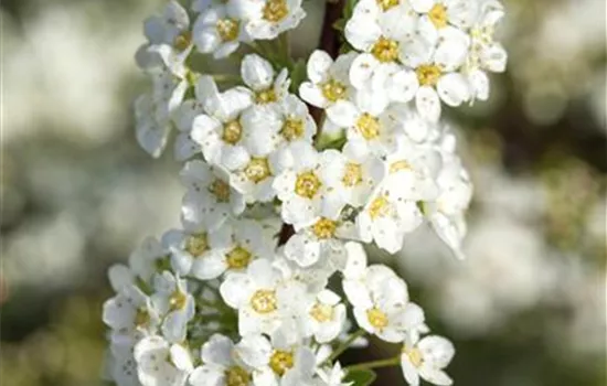 Spiraea x cinerea