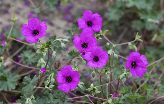 Geranium cinereum