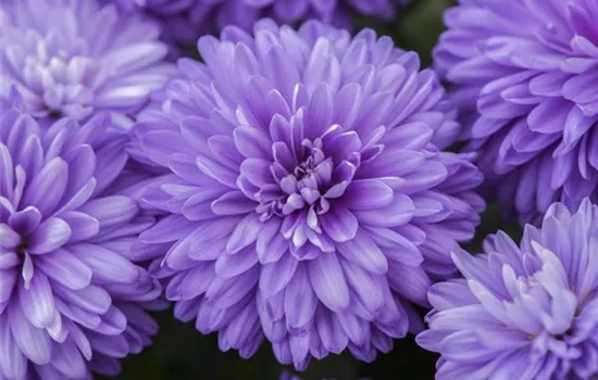 Aster novi-belgii, blau