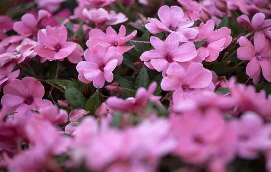 Impatiens neuguinea, rosa