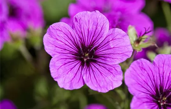 Geranium sanguineum